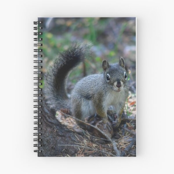 Item preview, Abert's Squirrel - Rocky Mountain National Park designed and sold by Karen Peron.