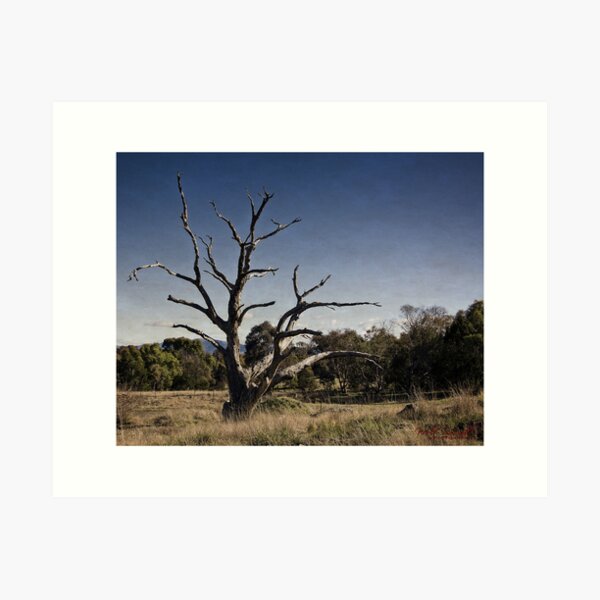 Item preview, Bare tree at the Pinnacle in Canberra designed and sold by Wolf Sverak Photography.
