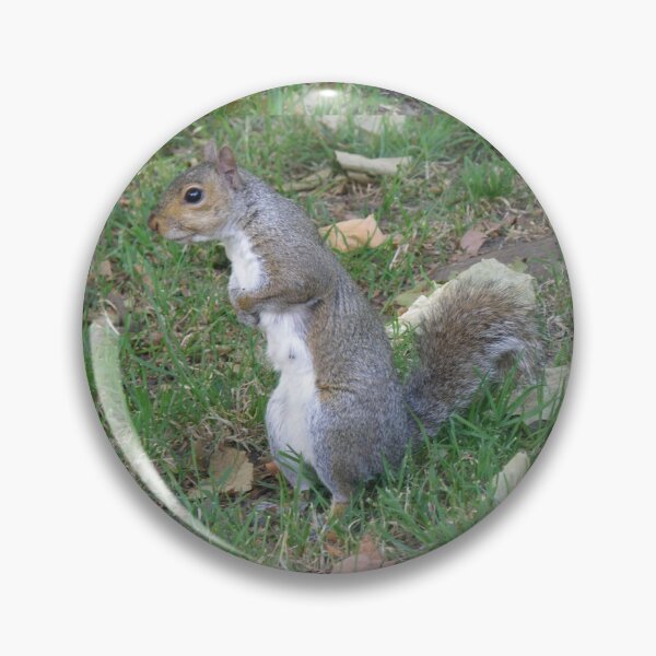 Item preview, Cute Female Squirrel with Paws on Belly Photograph designed and sold by naturegallery.