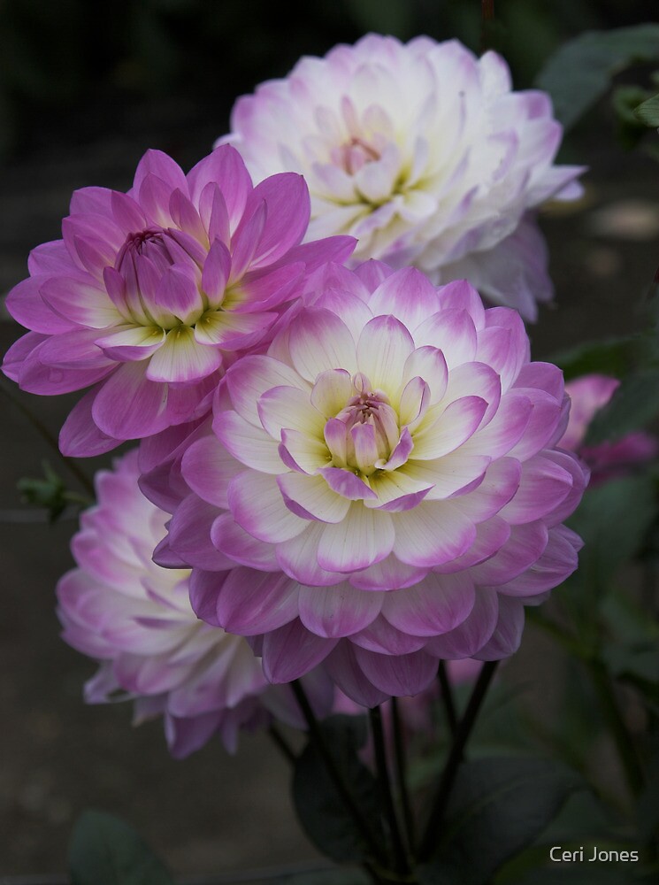 "Dahlia Sandia Melody Flower" by Ceri Jones | Redbubble