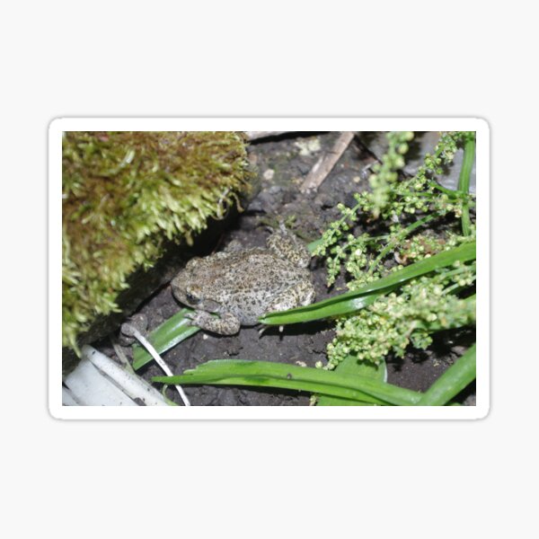 Item preview, Midwife Toad designed and sold by Steven Allain.
