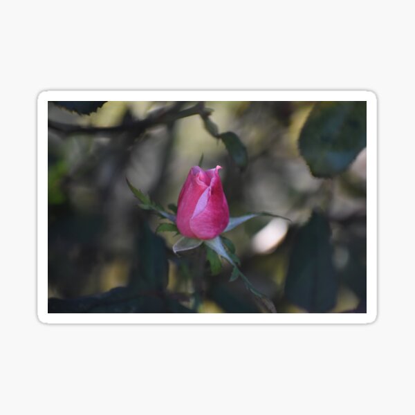 Item preview, Dark Pink Rose Bud designed and sold by ReneeKennedy.