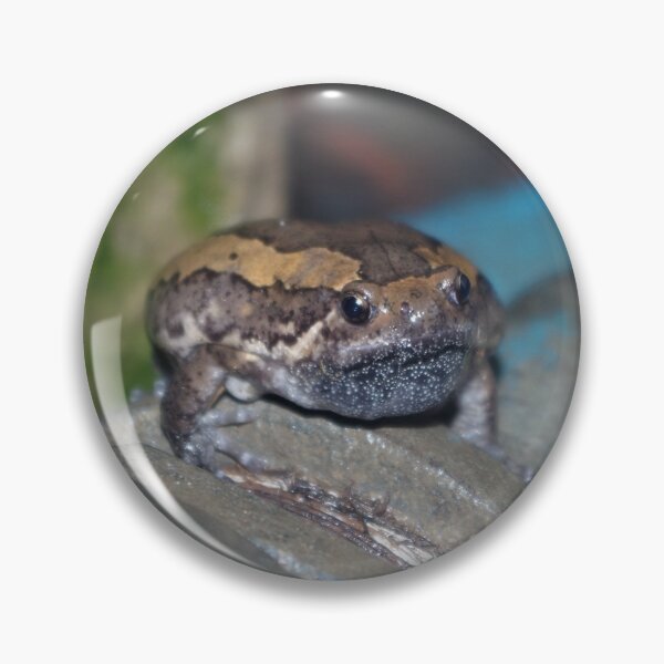 Item preview, Banded Bullfrog designed and sold by Steven Allain.