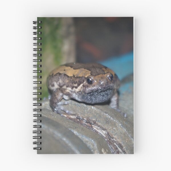 Item preview, Banded Bullfrog designed and sold by Steven Allain.