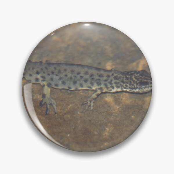 Item preview, Smooth Newt designed and sold by Steven Allain.