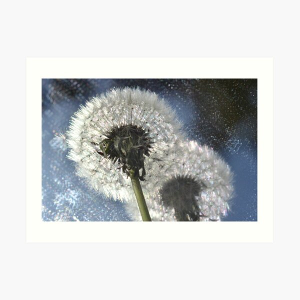 Dandelion Solstice Art Print