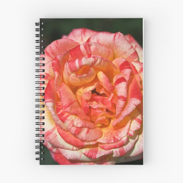 Item preview, Vibrant Two Toned Rose designed and sold by Joy Watson - Natural Light Photography .