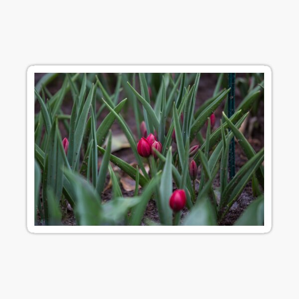 Pink tulips in focus in a field Sticker