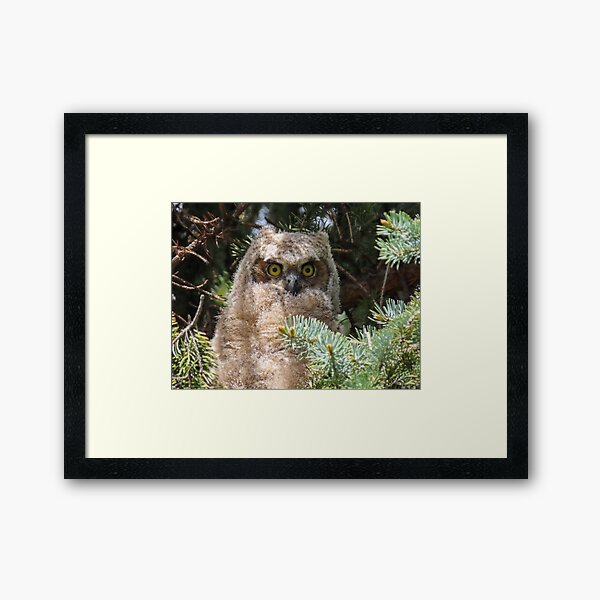 Great-horned Owlet Framed Art Print