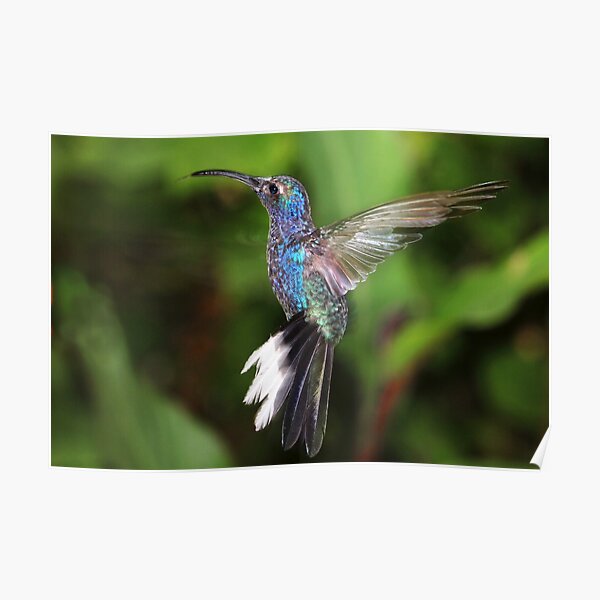 Violet Sabrewing Poster