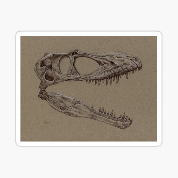 Albertosaurus Skull Sticker
