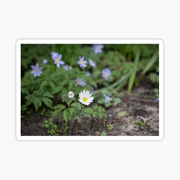 Daisy flower Sticker