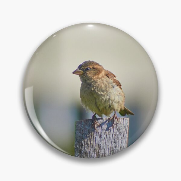 Item preview, Chaffinch designed and sold by LouisOkwedy.