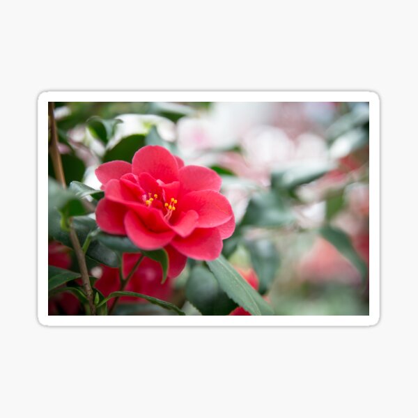 Pink flower Anemone Sticker