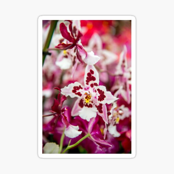 White and Red Orchid Sticker