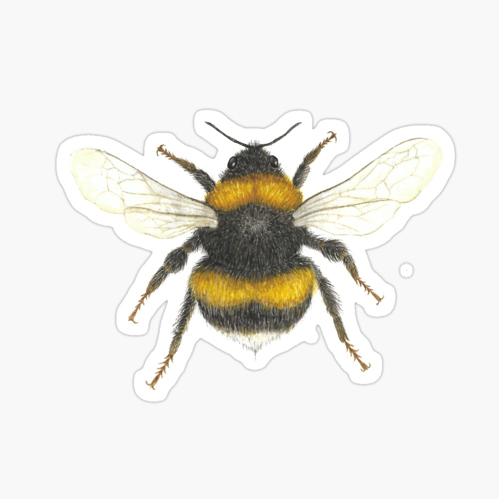 light yellow bumblebee Photographic Print by PapierHexe | Redbubble