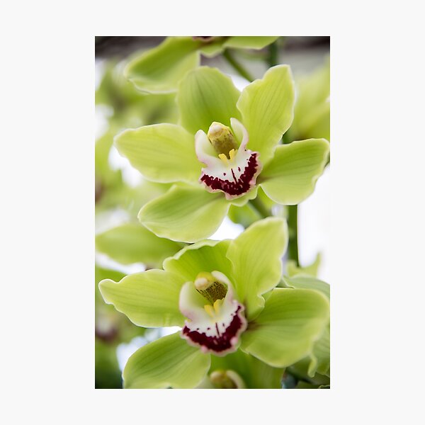 Green Orchid Photographic Print