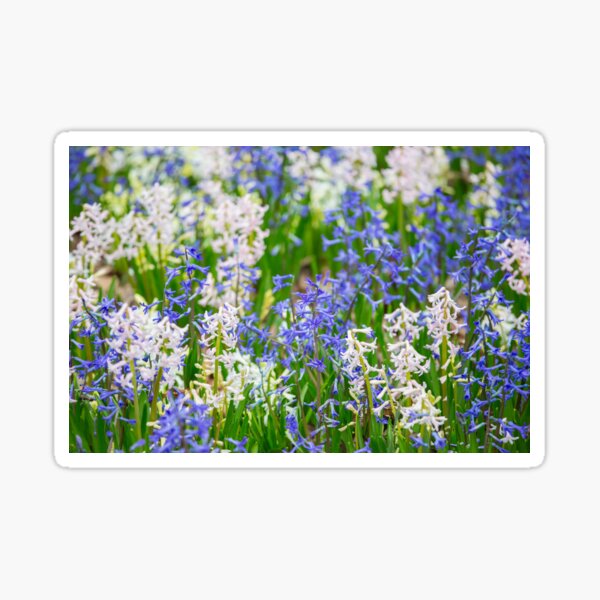 White and blue flower field Sticker