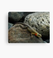 Reptile Canvas Print