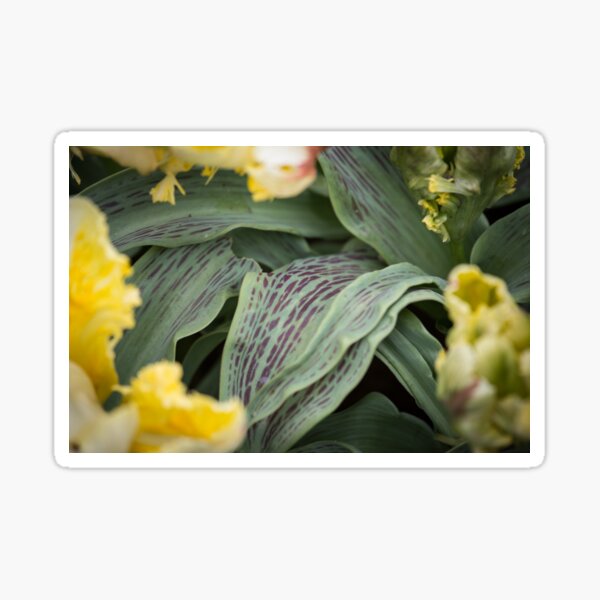 Green and Yellow flower field Sticker