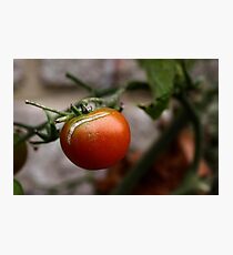 Tomato Photographic Print