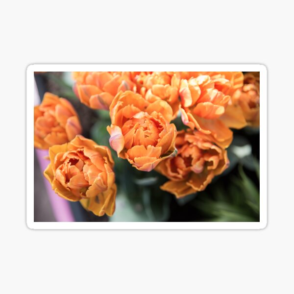Burnt Orange Tulip flower field Sticker