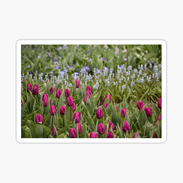 Blue and red Tulip flower field Sticker