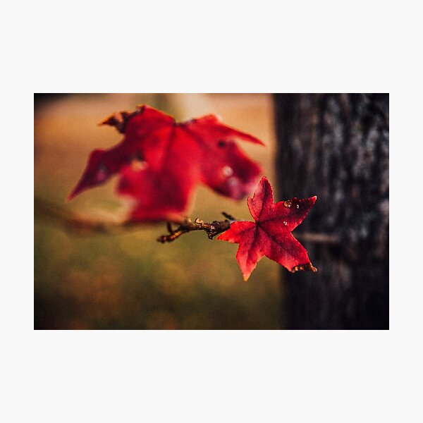 Scarlet Tree Leaf Photographic Print