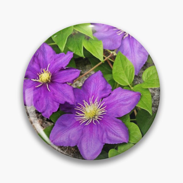 Item preview, Purple Clematis On Rock designed and sold by Debbie Oppermann.