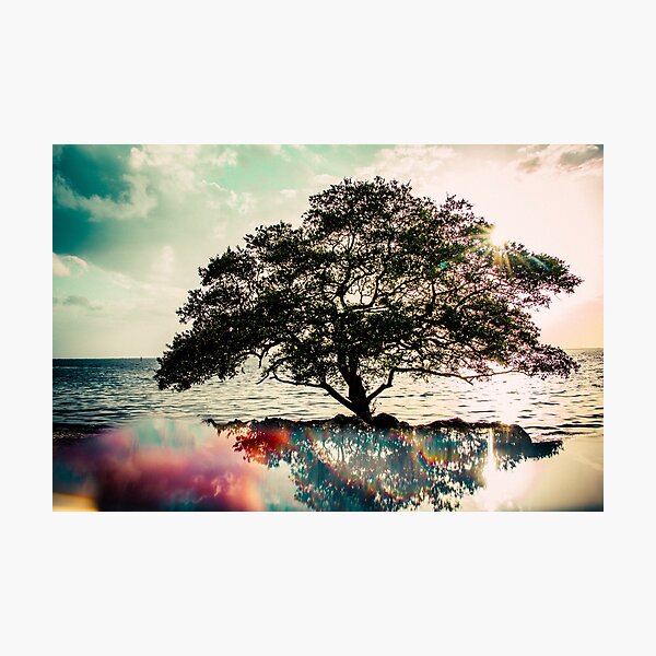 The Tree of Life Photographic Print