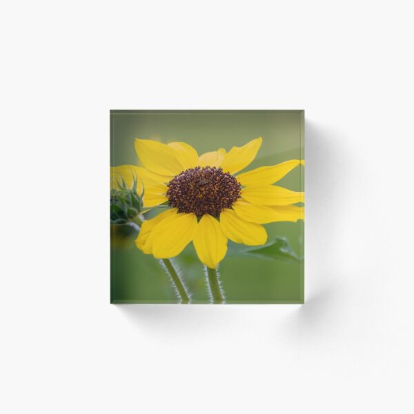 Sunflower Acrylic Block