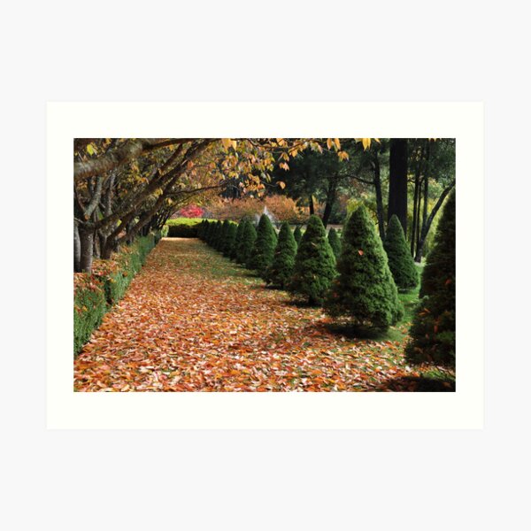 MOUNT WILSON BISLEY GARDEN Art Print