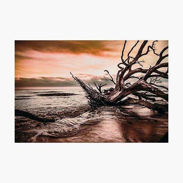 Mystic Driftwood Sunrise Photographic Print