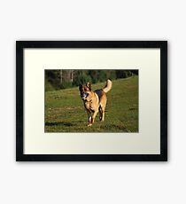 Bandito Framed Print