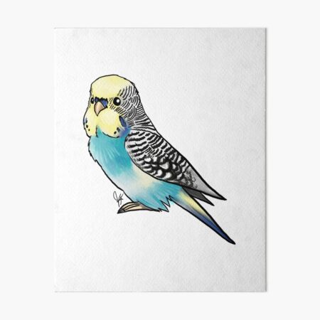 Blue Budgie Parakeet Original Watercolor Painting 8x10 (11x14 final framing 2024 size w/mat)