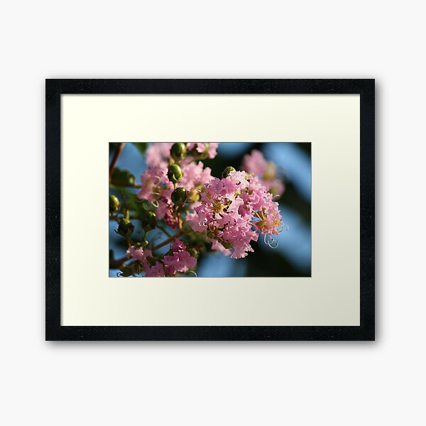 Item preview, Crepe Myrtle designed and sold by Bob Hardy.