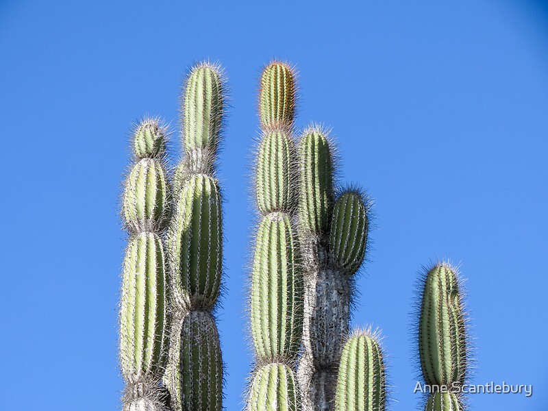 "tall cactus" by Anne Scantlebury Redbubble