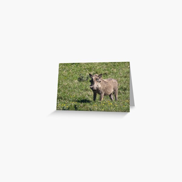 Warthog Greeting Card