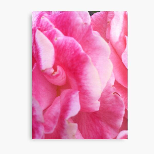 A rose is a rose Metal Print