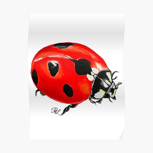 Ladybug Poster