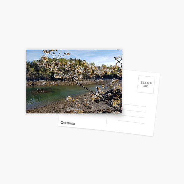 Chocolate Cove Blooms #2, New Brunswick Postcard