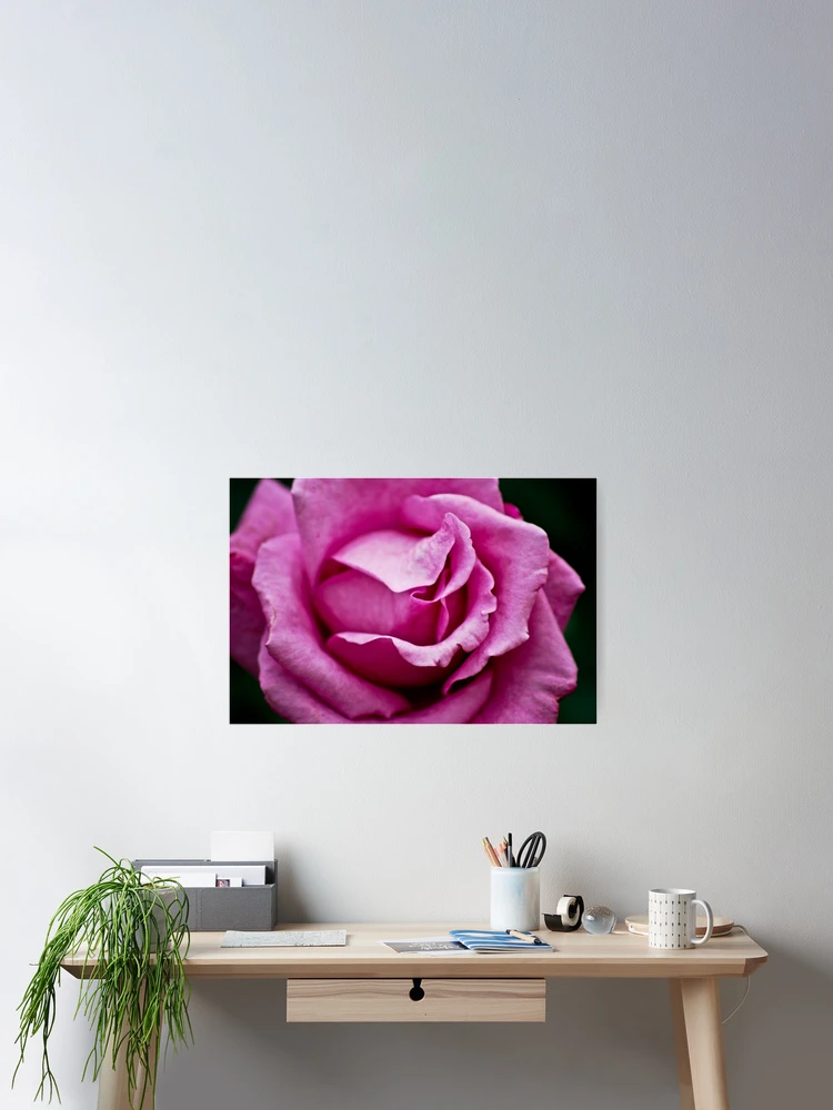 Thumbnail 2 of 3, Poster, Rose designed and sold by Ravi Ghattamaneni.