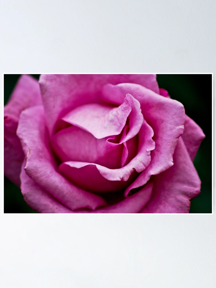 Thumbnail 1 of 3, Poster, Rose designed and sold by Ravi Ghattamaneni.