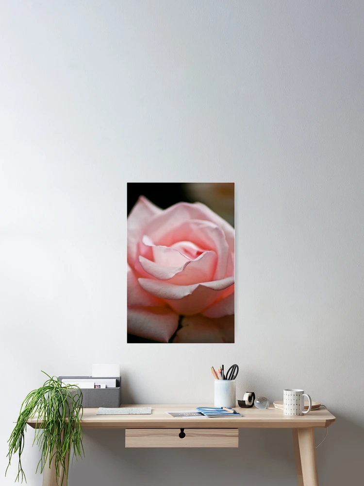 Aperçu 2 sur 3. Poster avec l'œuvre Rose créée et vendue par Ravi Ghattamaneni.