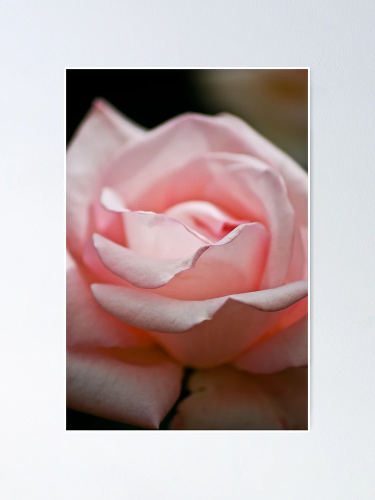 Aperçu 1 sur 3. Poster avec l'œuvre Rose créée et vendue par Ravi Ghattamaneni.