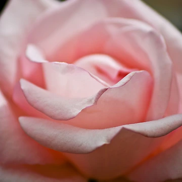 Aperçu de l'œuvre Rose de Ravi Ghattamaneni