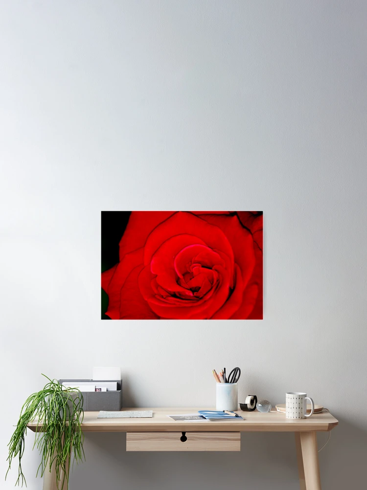 Thumbnail 2 of 3, Poster, Rose designed and sold by Ravi Ghattamaneni.