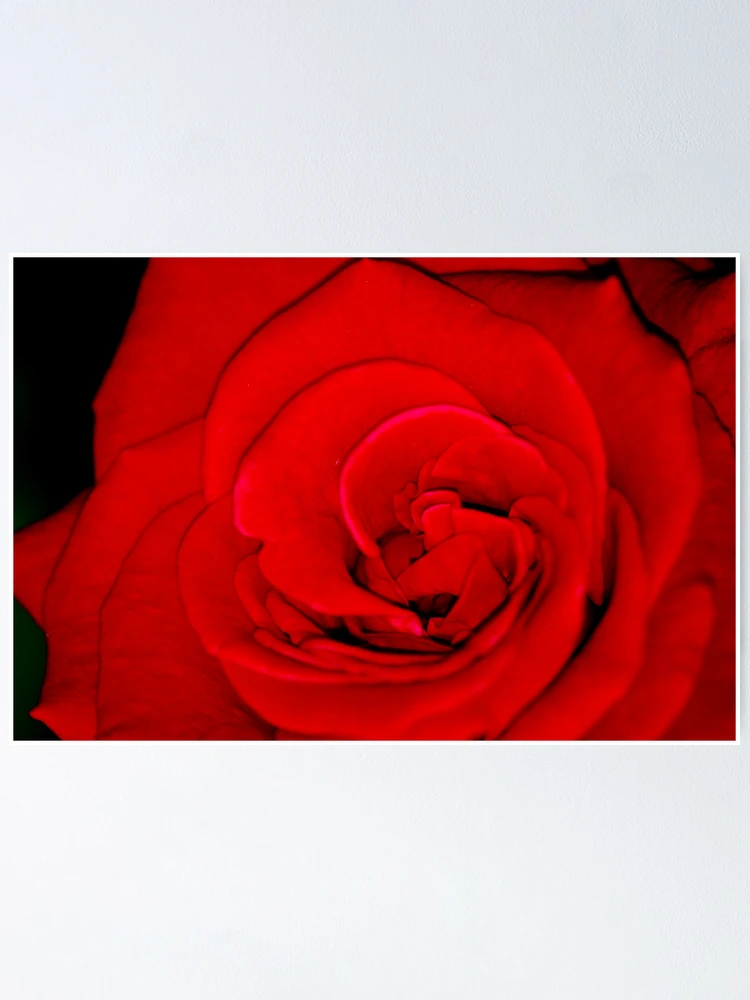 Thumbnail 1 of 3, Poster, Rose designed and sold by Ravi Ghattamaneni.