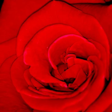 Artwork thumbnail, Rose by Ravi Ghattamaneni