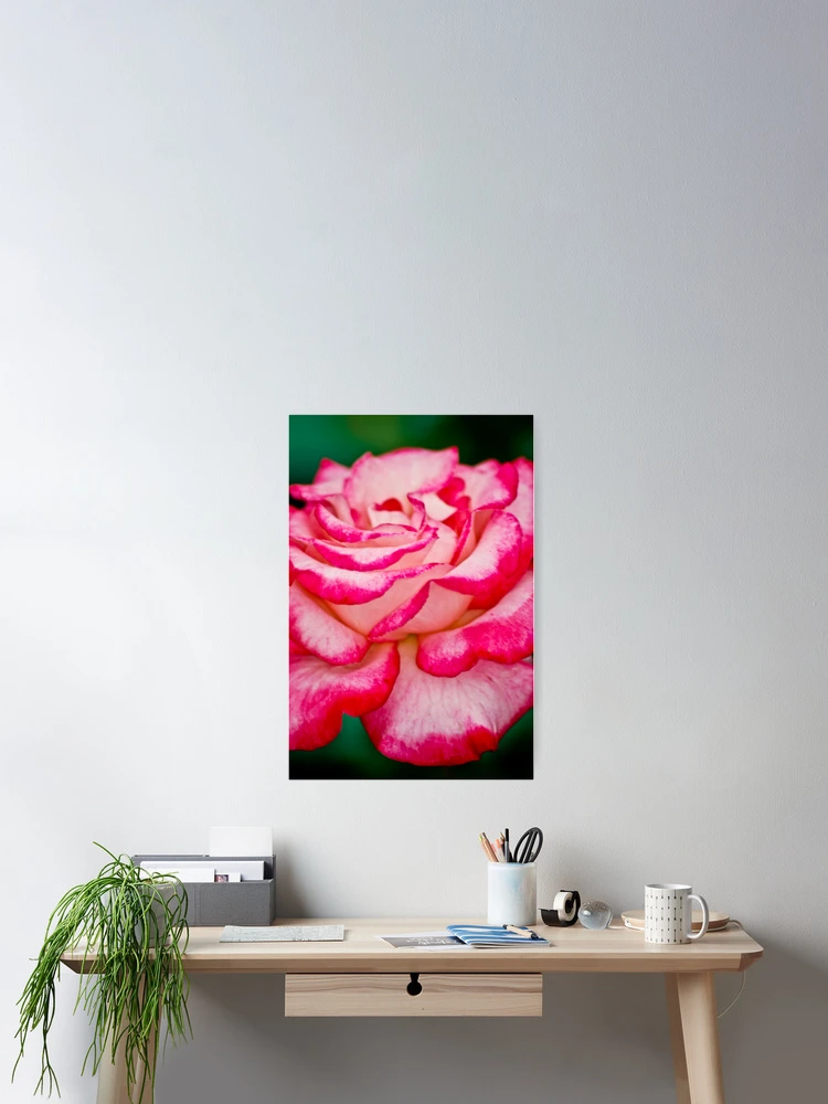 Thumbnail 2 of 3, Poster, Rose designed and sold by Ravi Ghattamaneni.